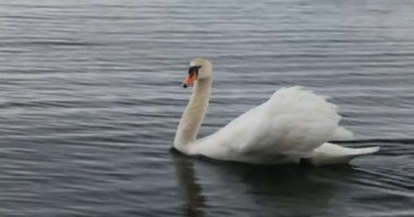 Gölde kuğu. 8k ultra hd. 