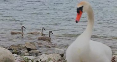 Doğadaki güzel kuğunun manzarası 8k ultra HD 