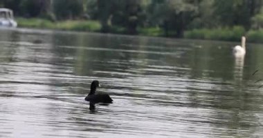 Sabah gölde yüzen siyah kuğu. 8k ultra HD.
