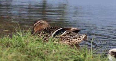 Su yüzeyinde kanatlı ördek 8k ultra hd