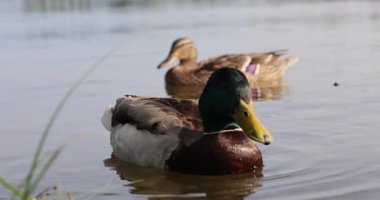 Parktaki gölde eğil. 8k ultra hd.