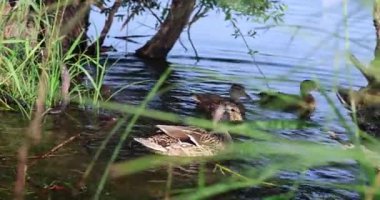 Ormanda bir kuşun olduğu güzel bir nehir manzarası 8k ultra HD