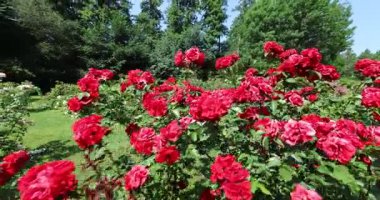 Bahçedeki kırmızı güller. 8k ultra HD.