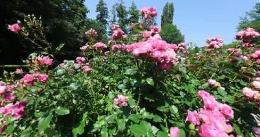 pink rose in the garden 8k ultra hd