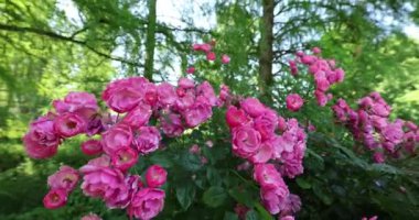 Güzel pembe çiçekler, bitkiler 8k ultra HD