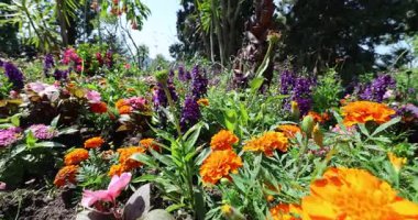 Bahçedeki güzel çiçekler 8k ultra hd