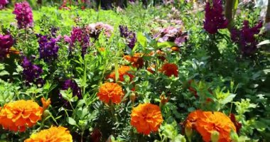 Bahçedeki güzel çiçekler 8k ultra hd