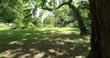 yeşil çimen ve mavi gökyüzü bulutlu 8k ultra hd