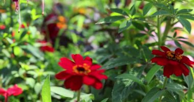 Bahçedeki güzel çiçekler 8k ultra hd