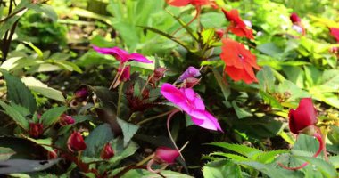 Bahçedeki güzel çiçekler 8k ultra hd