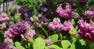 Bahçede çiçek açan leylak çiçekleri 8k ultra HD