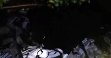 Güzel yeşil tropikal yapraklar 8k ultra HD