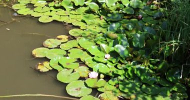 Nilüfer çiçekleri 8k ultra HD gölünde