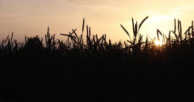 Sahada gün batımı. Çimlerle birlikte. 8k ultra HD.