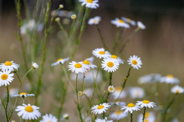 Bahçedeki güzel papatyalar