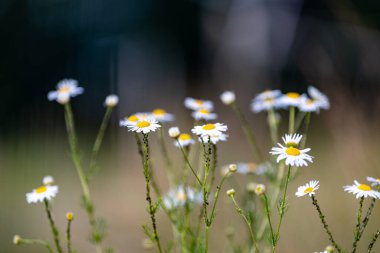 alanında güzel papatyalar
