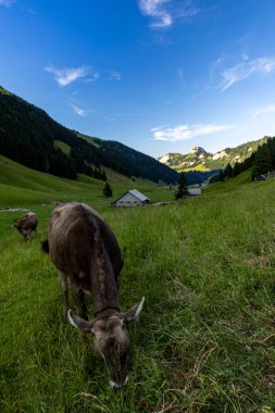İtalyan Alpleri 'ndeki Alpler' de yeşil çayırlarda inekler.