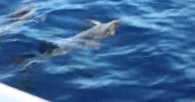 Denizin yüzeyinde küçük dalgalar ve küçük dalgalar.