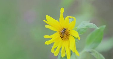 Bahçedeki güzel sarı çiçek. 8k ultra hd.