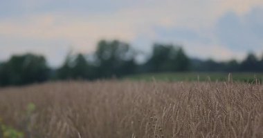 Yazın buğday tarlası ve mavi gökyüzü. 8k ultra hd