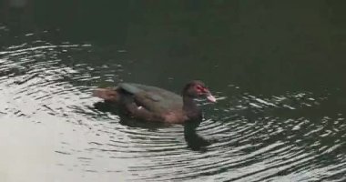 Muscovy ördeğinin güzel bir görüntüsü bataklıkta yüzüyor.