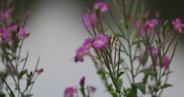 Renkli çiçeklerin arkaplan resmi 8k ultra hd