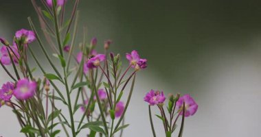 Renkli çiçeklerin arkaplan resmi 8k ultra hd