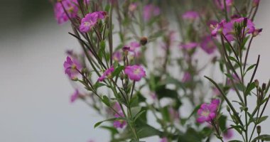 Renkli çiçeklerin arkaplan resmi 8k ultra hd