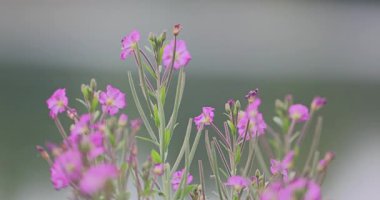 Bulanık çiçek arkaplanı, soyut arkaplan 8k ultra hd