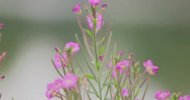 Renkli çiçeklerin arkaplan resmi, arkaplan doğa 8k ultra hd