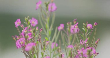 Renkli çiçeklerin arkaplan resmi 8k ultra hd