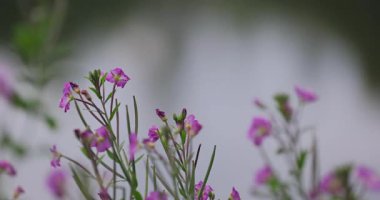 Doğal renklerde güzel çiçekler ve bitkiler 8k ultra hd
