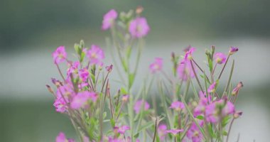 Bahçedeki pembe çiçek. 8k ultra hd.