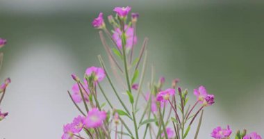 Renkli çiçeklerin arkaplan resmi 8k ultra hd