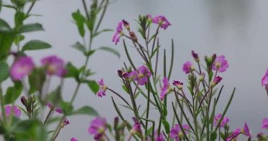 Bahçedeki güzel pembe çiçekler 8k ultra hd