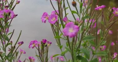 Parktaki göldeki güzel pembe çiçekler. 8k ultra HD.