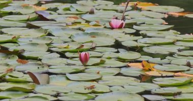 Göletteki güzel nilüfer çiçeği 8k ultra HD
