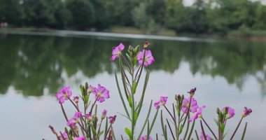 Bahçedeki güzel çiçekler 8k ultra hd