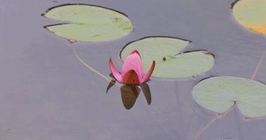 Nilüfer çiçeği 8 km ultra hd gölünde.