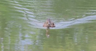 8k ultra HD 'de eğil.