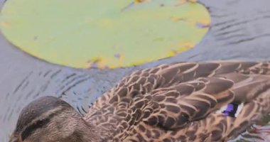 8K ultra HD havuzunda ördek.