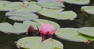 Nilüfer çiçeği gölde. 8k ultra HD