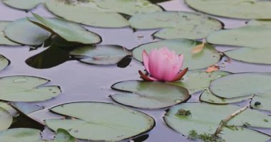 Bahçedeki güzel çiçek. 8k ultra hd.