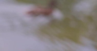 Parktaki suda vahşi ördek. 8k ultra HD.