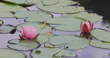 Nilüfer çiçeği gölde. 8k ultra HD