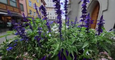 Bahçedeki güzel çiçekler 8k ultra hd