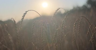 Tarlada güzel bir gün batımı