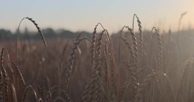 Akşamları buğday tarlası