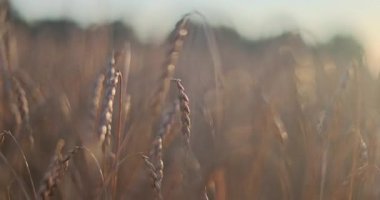 Şafak vakti buğday tarlası