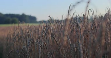 Güneşli bir günde, yaz mevsiminde buğday tarlaları ve mavi saat